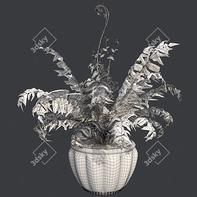 Lush Western Sword Fern in Pot 3D model image 5