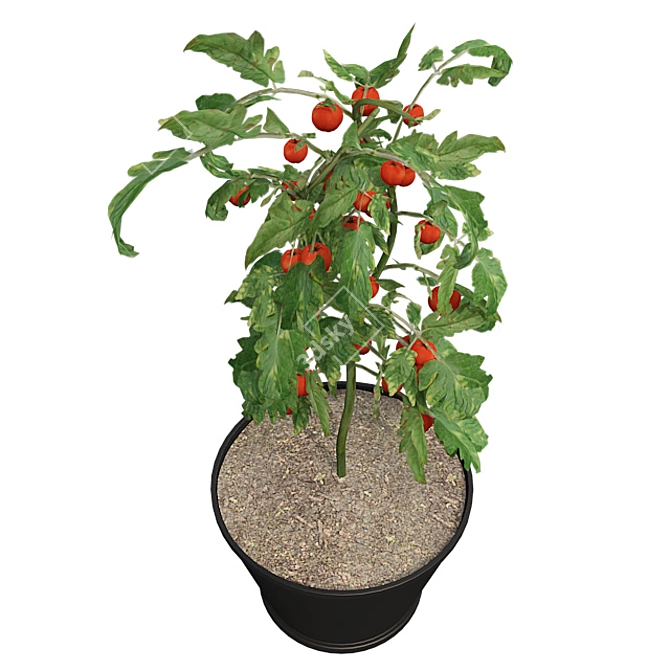 Quad Tomato Pot: Real-World Scale, Clean Topology! 3D model image 2