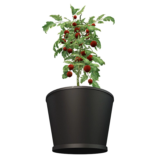 Quad Tomato Pot: Real-World Scale, Clean Topology! 3D model image 3