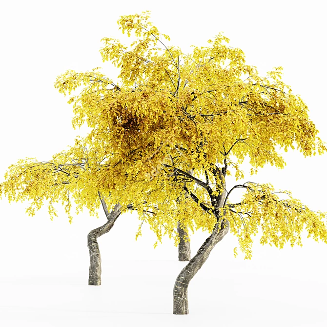 Cherry_Fall 5-Tree Collection 3D model image 1