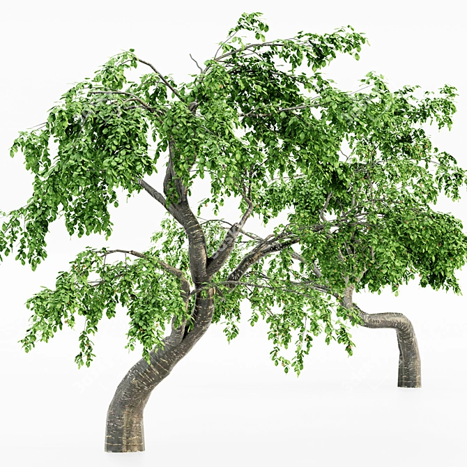 Cherry Blossom Grove: 5 Tree Collection 3D model image 3