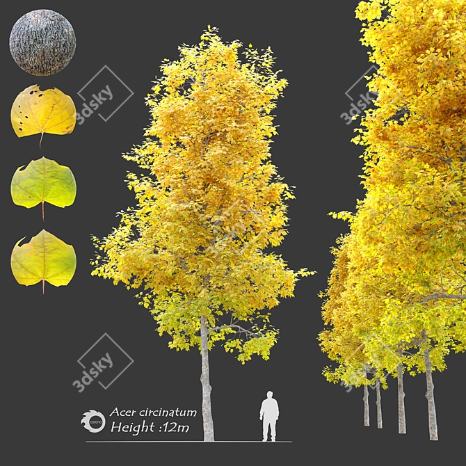 Vibrant Vine Maple: Acer circinatum 3D model image 1