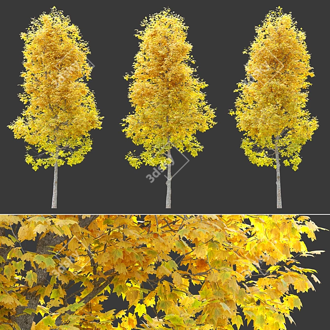 Vibrant Vine Maple: Acer circinatum 3D model image 2