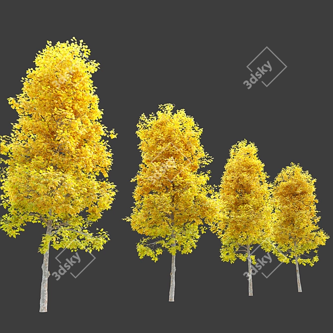 Vibrant Vine Maple: Acer circinatum 3D model image 3