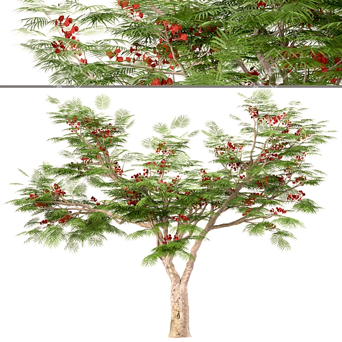 Flamboyant Trees Set: 3 Magnificent Royal Poinciana 3D model image 5