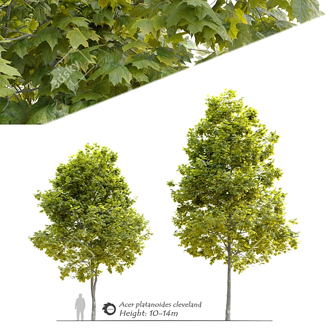 Cleveland Norway Maple: Twin Trees, 10-14m 3D model image 1