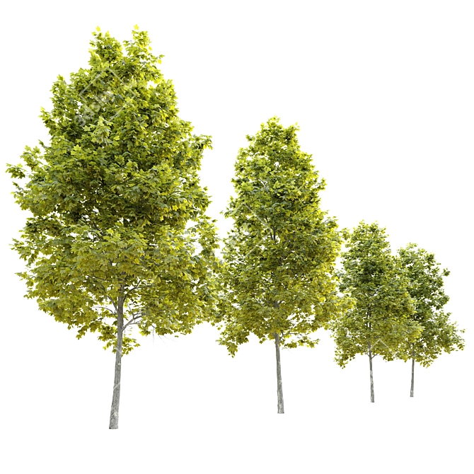 Cleveland Norway Maple: Twin Trees, 10-14m 3D model image 2