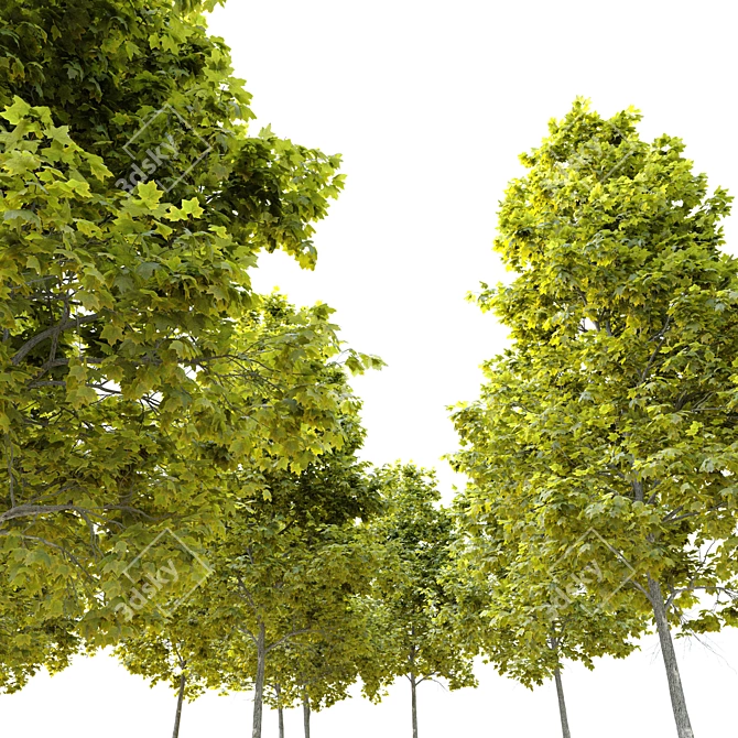 Cleveland Norway Maple: Twin Trees, 10-14m 3D model image 4