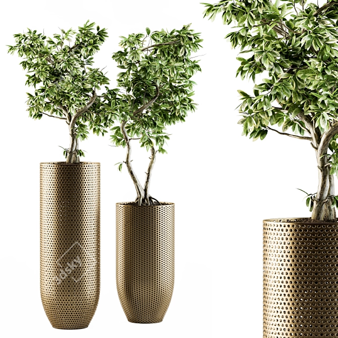 Bonsai Ficus: Indoor Plant Set 91 3D model image 1