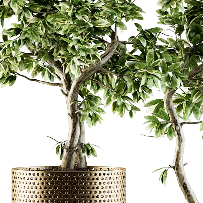 Bonsai Ficus: Indoor Plant Set 91 3D model image 3