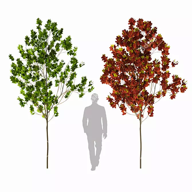 Maple Sugar Tree - 3.77m Height 3D model image 1
