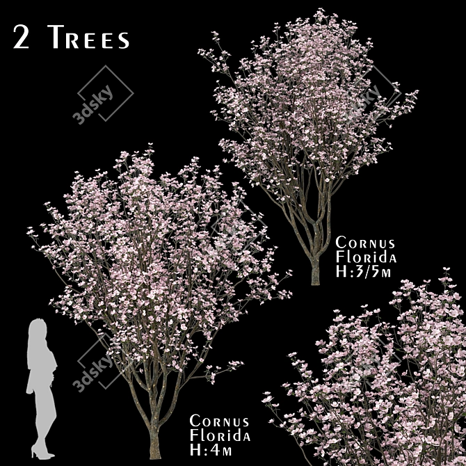 Blooming Cornus Florida Trees: Set of 2 3D model image 1