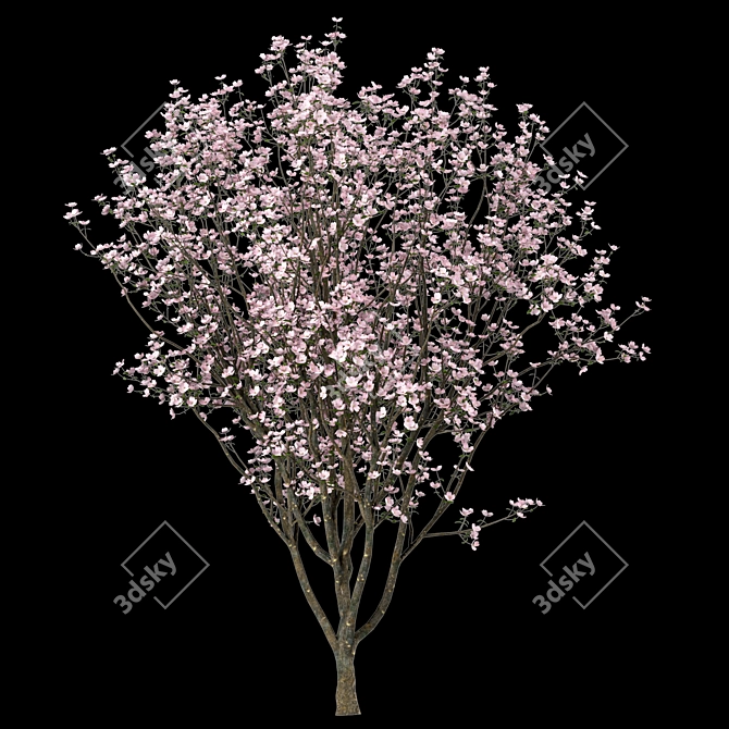 Blooming Cornus Florida Trees: Set of 2 3D model image 2