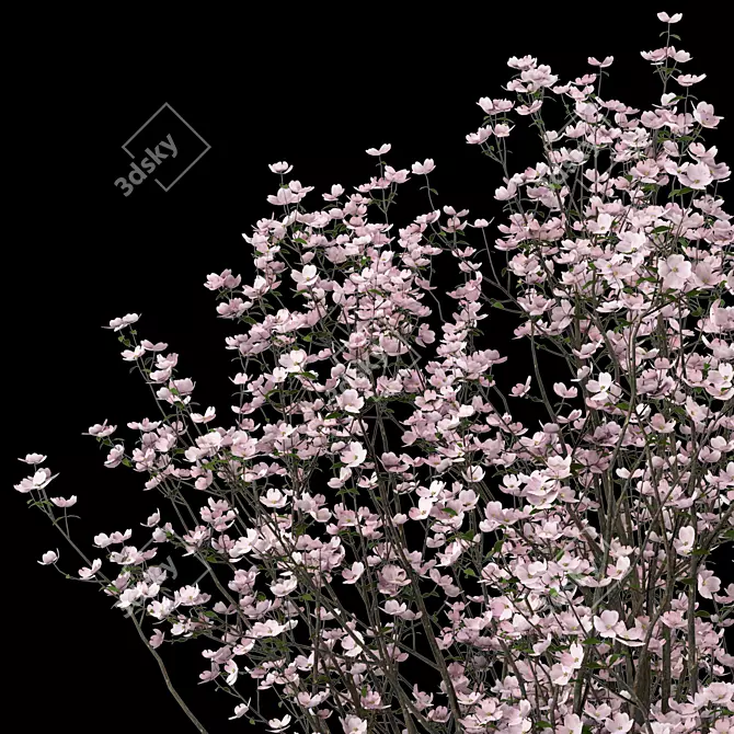 Blooming Cornus Florida Trees: Set of 2 3D model image 4