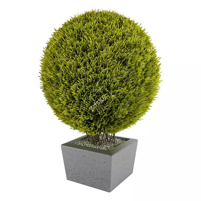 Giant Thuja Folded: 620x620x820mm 3D model image 1