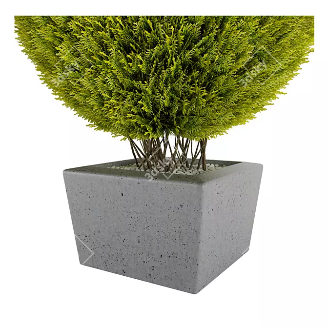 Giant Thuja Folded: 620x620x820mm 3D model image 2