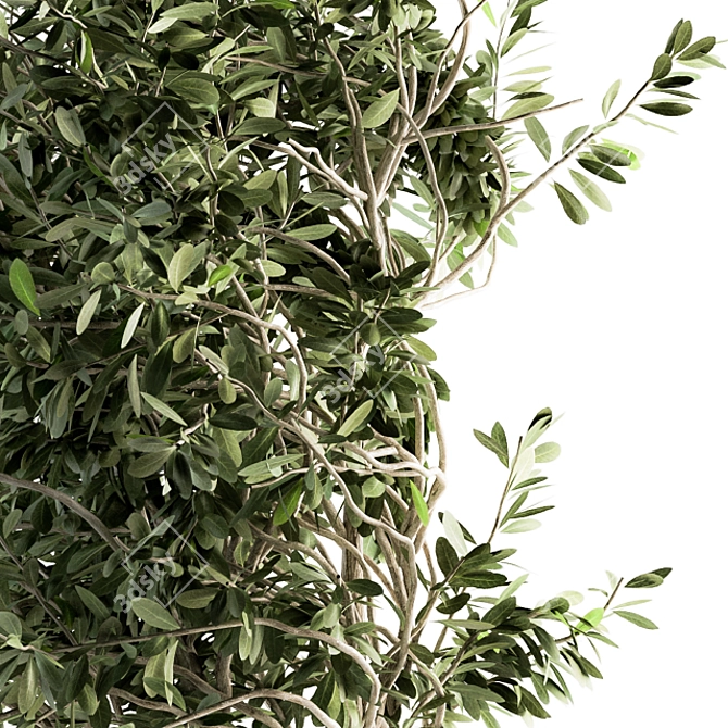 Olive Indoor Plant Set: Stylish Greenery for Your Home 3D model image 3