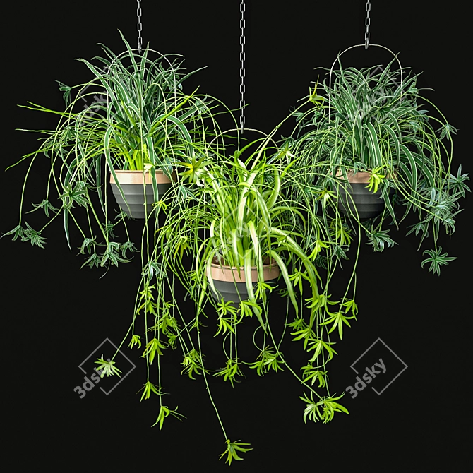 Low-Maintenance Spider Plants Combo 3D model image 1