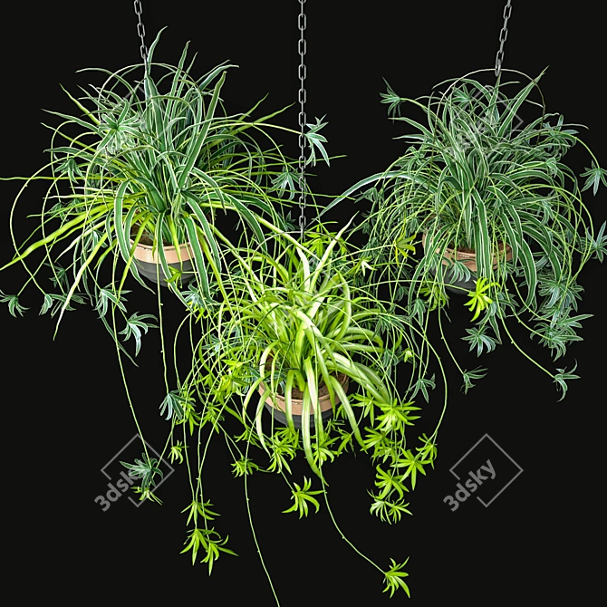 Low-Maintenance Spider Plants Combo 3D model image 2