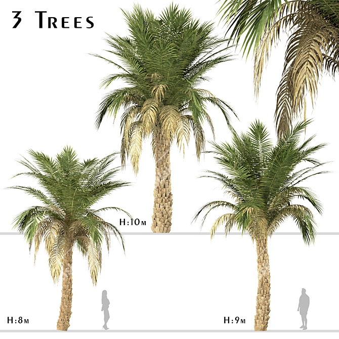 Set of 3 Silver Date Palm Trees 3D model image 1