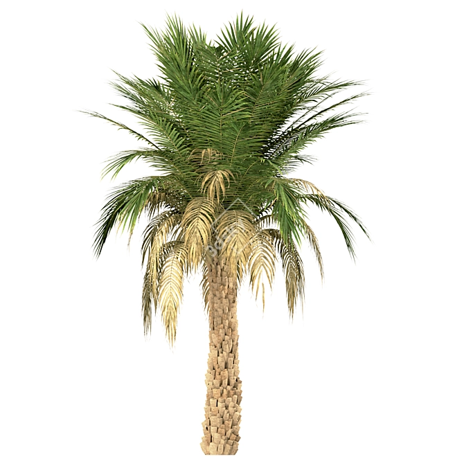 Set of 3 Silver Date Palm Trees 3D model image 2