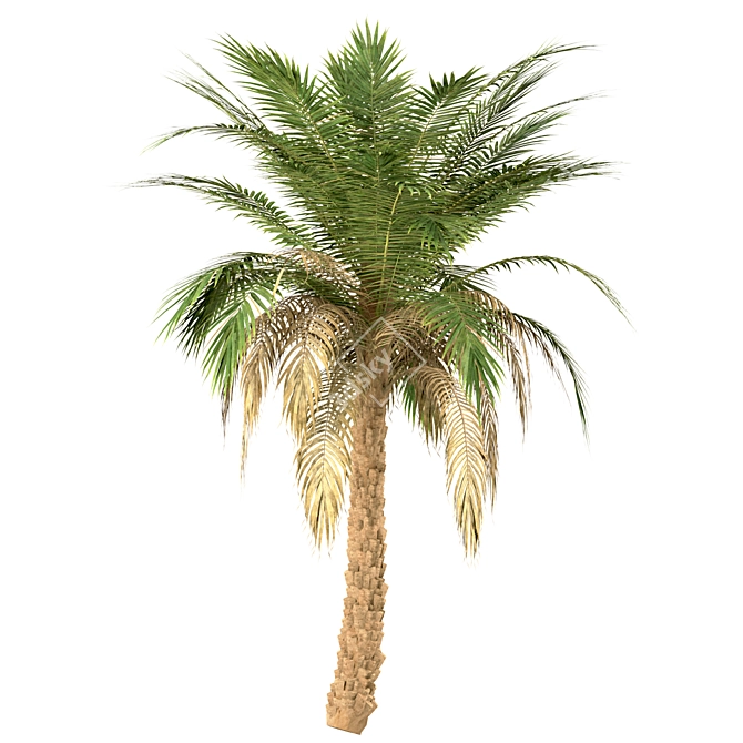 Set of 3 Silver Date Palm Trees 3D model image 4