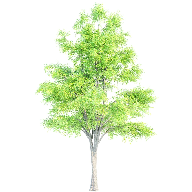 3 Premium Ash Trees | Heights: 11.3m, 12.30m, 13m 3D model image 2