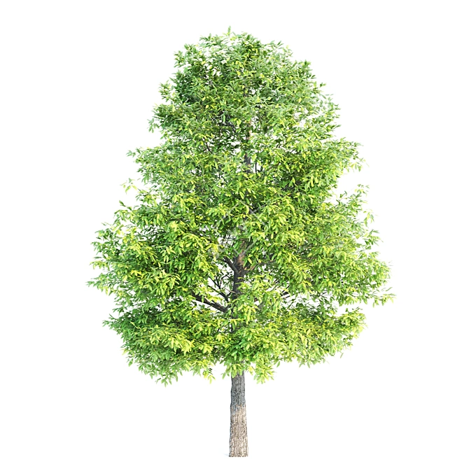 Assorted Tree Set: Acacia, Oak, Katsura 3D model image 2