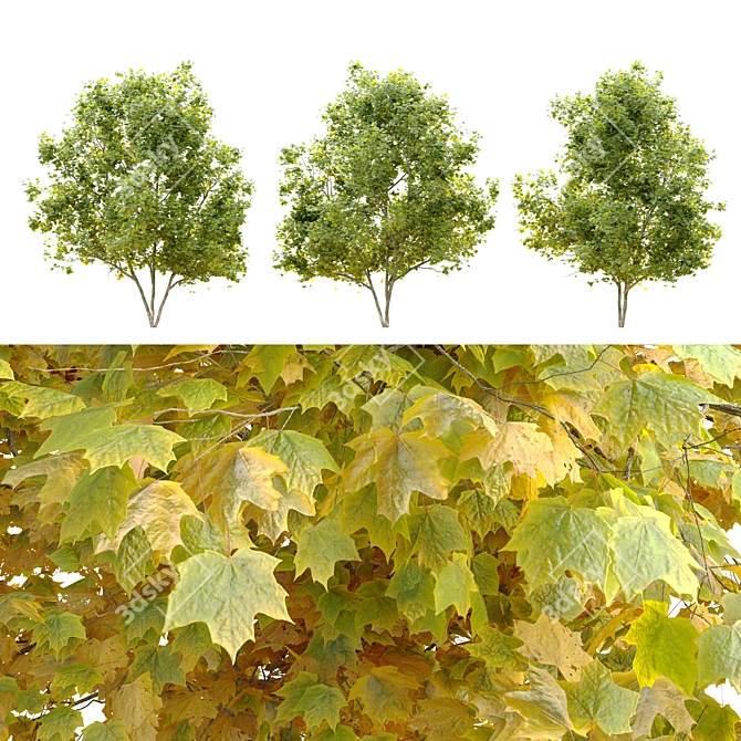 Acer Platanoides: Stunning Norway Maple 3D model image 4