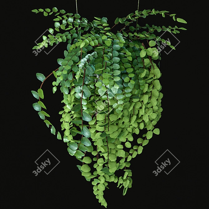 Indoor Hanging Plants Set 3D model image 3