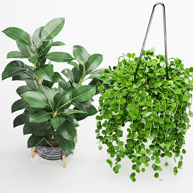 Easy Care Ficus & Elastica Collection 3D model image 3