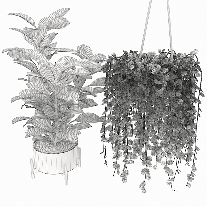 Easy Care Ficus & Elastica Collection 3D model image 4