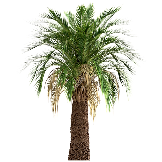 Majestic Macrozamia Moorei Palm Trio 3D model image 1