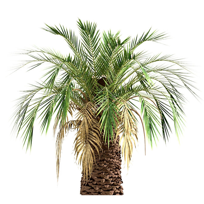 Majestic Macrozamia Moorei Palm Trio 3D model image 3