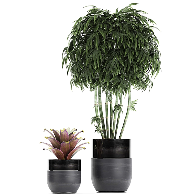 Tropical Plant Collection  Ravenala, Ficus, Bromelia  3D model image 4