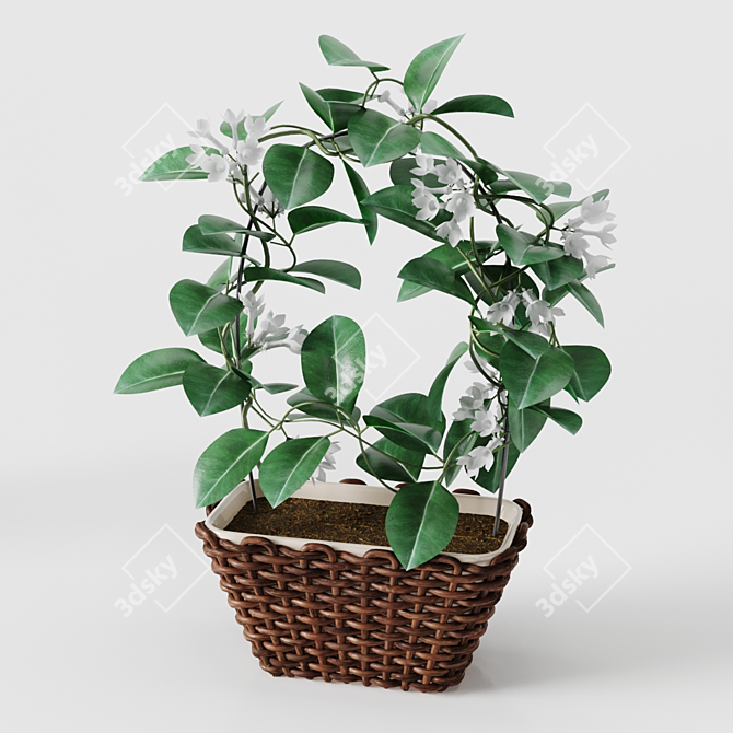 Stephanotis 3D Model - High Quality Mesh with Textures 3D model image 3