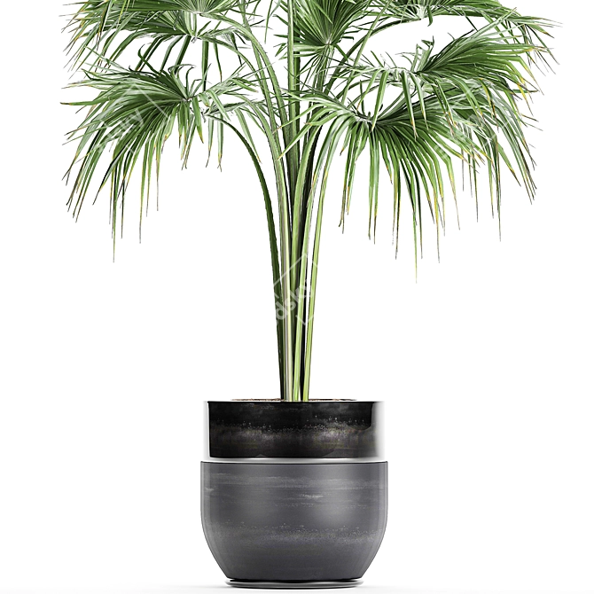 Title: Exotic Plant Collection in Black Vases 3D model image 3