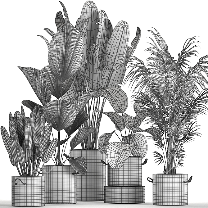 Exotic Plant Collection in Black Pots 3D model image 5