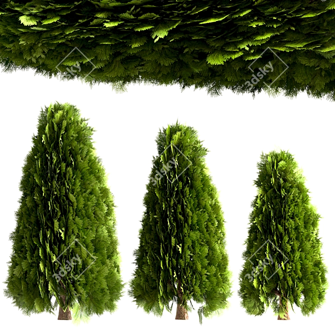 10 Stunning Thuja Occidentalis Trees 3D model image 3