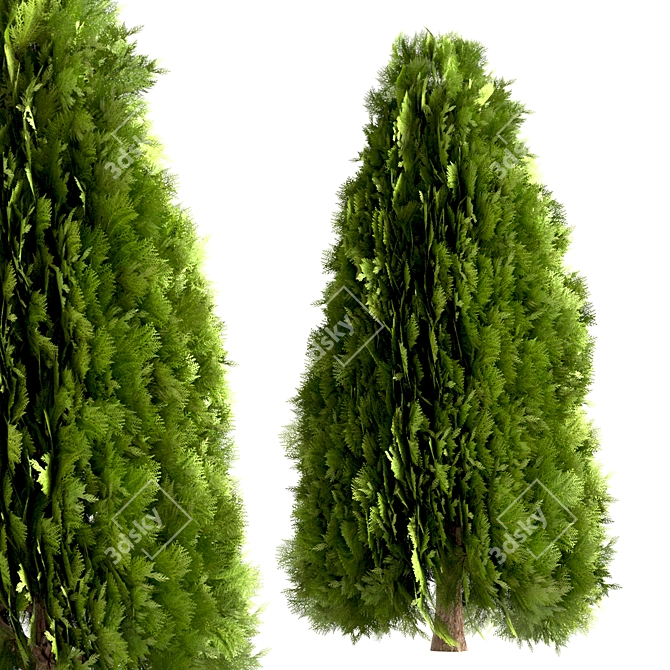 10 Stunning Thuja Occidentalis Trees 3D model image 4