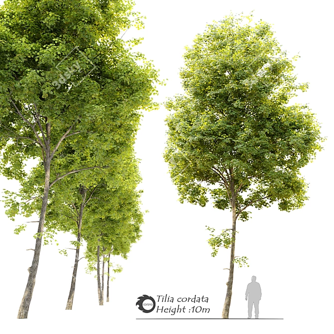 Tilia Cordata: Majestic Linden Tree 3D model image 1