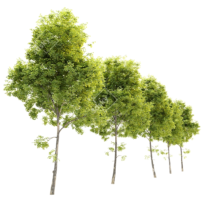 Tilia Cordata: Majestic Linden Tree 3D model image 2