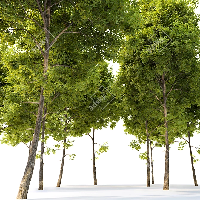 Tilia Cordata: Majestic Linden Tree 3D model image 3