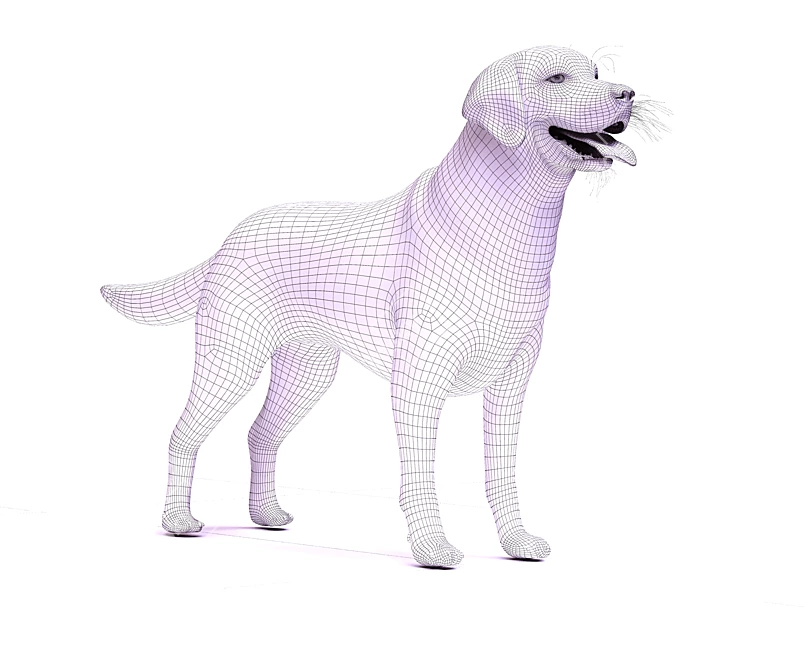 Golden Retriever: Beautiful Hunting Dog 3D model image 3
