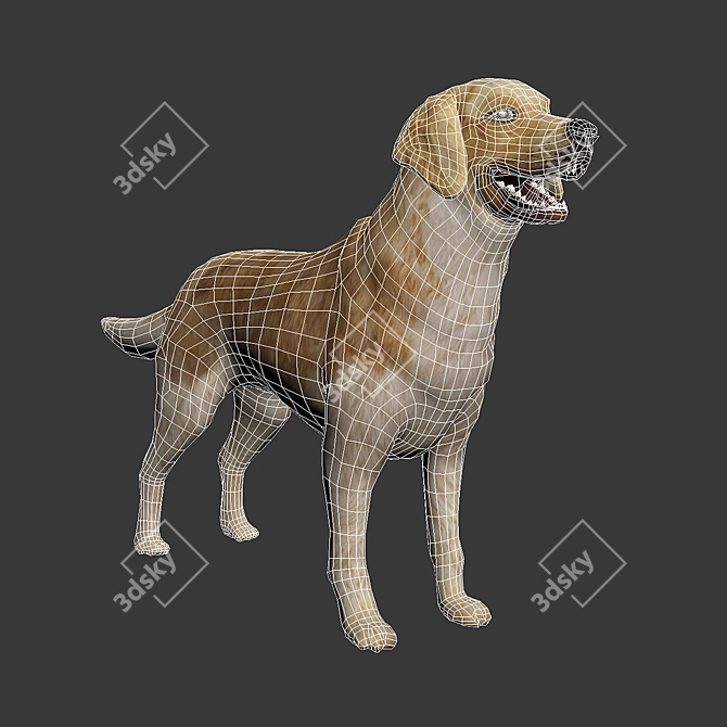 Golden Retriever: Beautiful Hunting Dog 3D model image 4