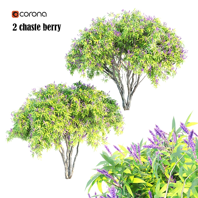 5m Height Double Chaste Berry 3D model image 1