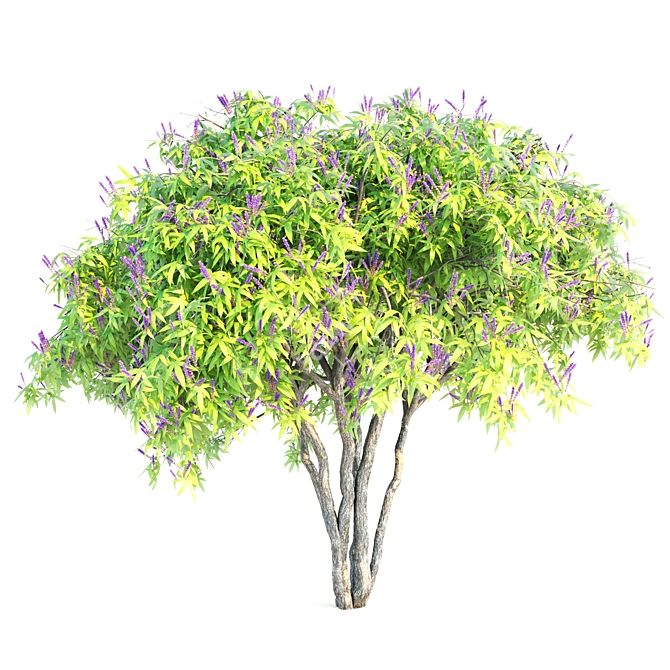 5m Height Double Chaste Berry 3D model image 3