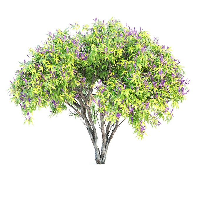 5m Height Double Chaste Berry 3D model image 4