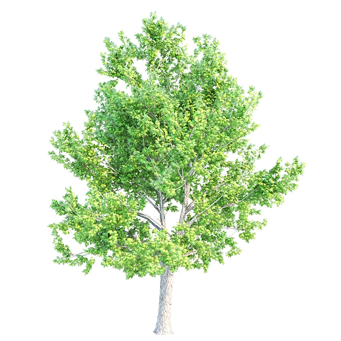 Tall and Majestic Maple Trees 3D model image 3