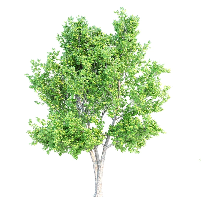 Tall and Majestic Maple Trees 3D model image 4